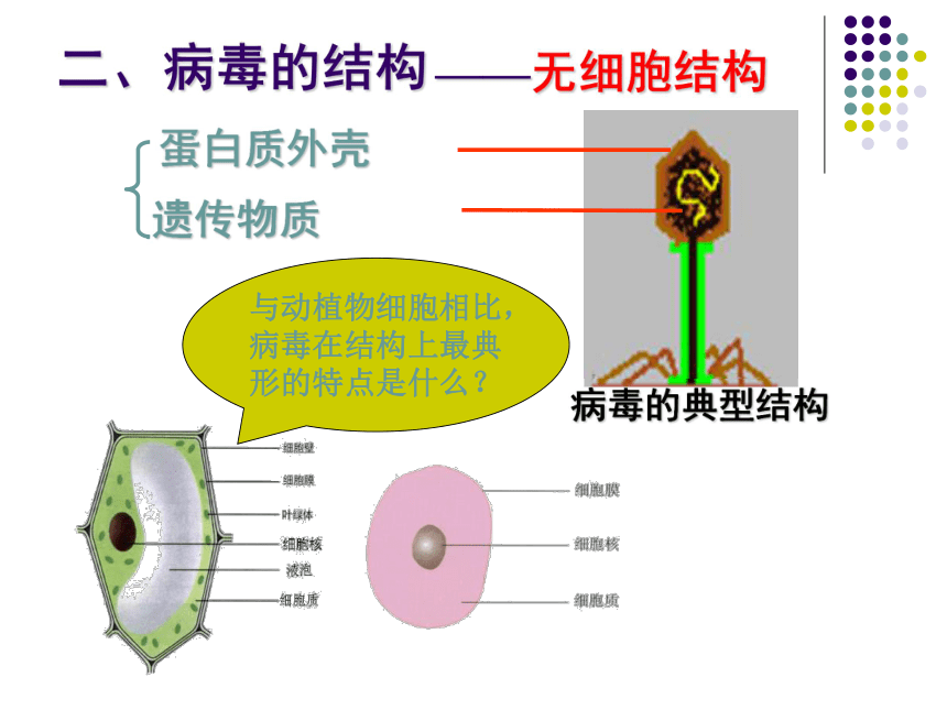 病毒结构示意图及功能图片