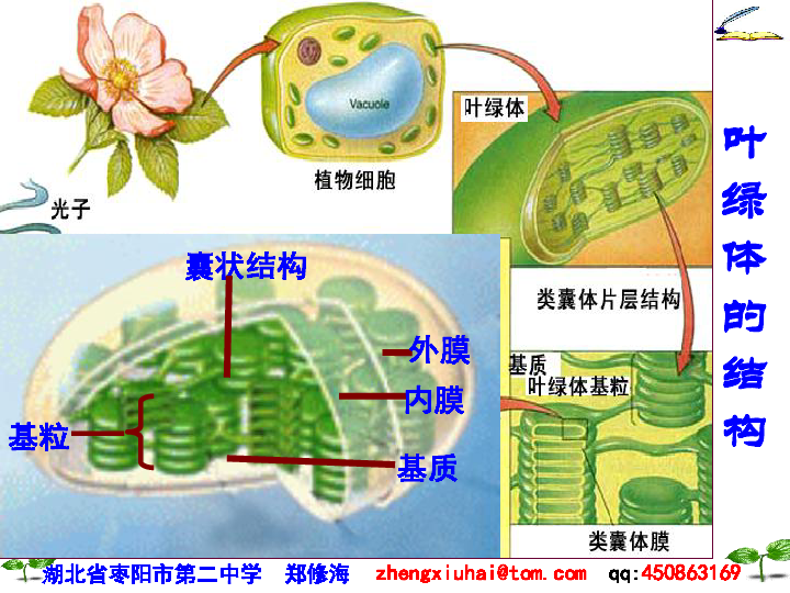 叶绿体的结构模式图图片