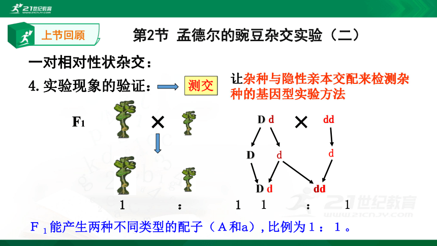 1.2孟德尔的豌豆杂交实验（二）第一课时(共20张PPT）（人教版)