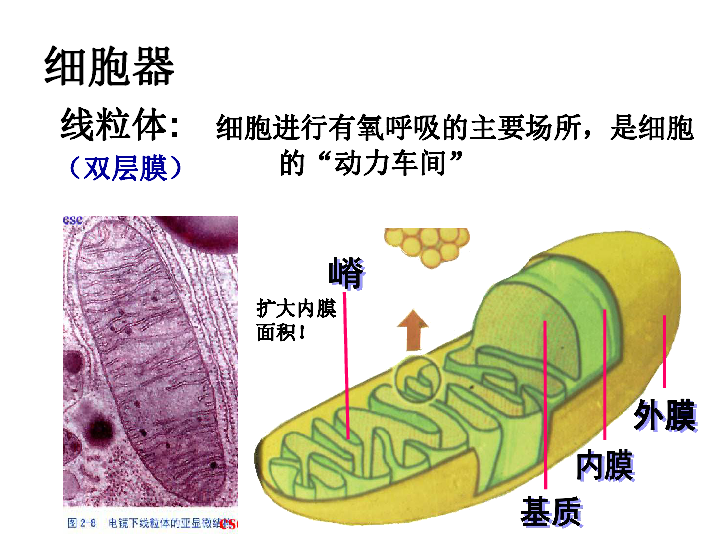 高中必修一生物课件：3.2细胞器──系统内的分工合作(共34张PPT)