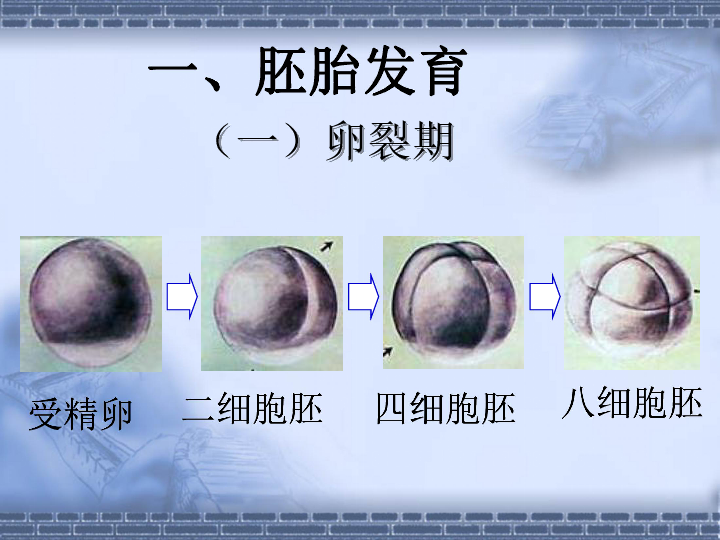 原肠胚结构示意图图片