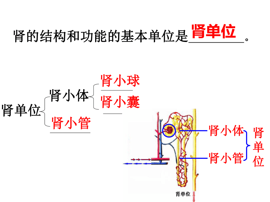 第四章第一节尿液的形成和排出 课件（共26张PPT）