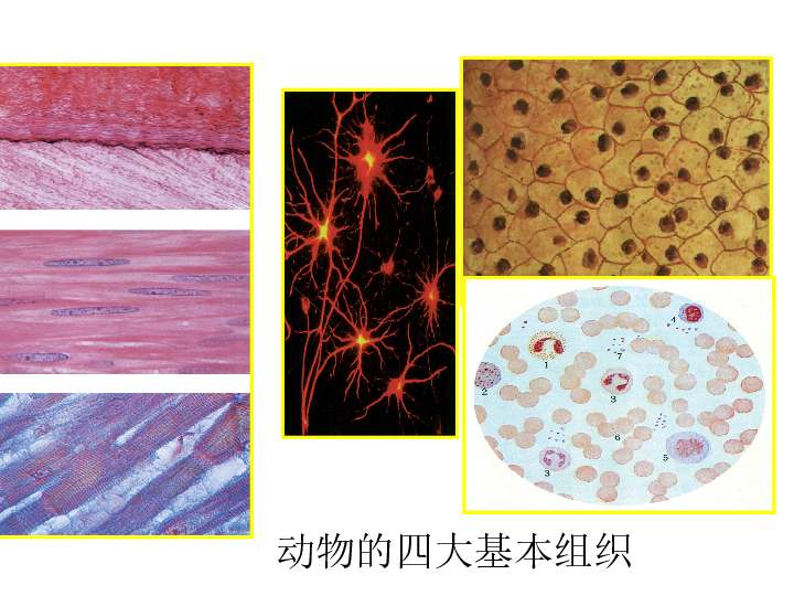 四大基本组织上皮组织结缔组织肌肉组织神经组织许多密集的上皮细胞