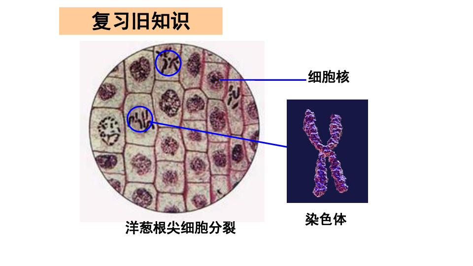 人教版八下生物第七单元第二章 生物的遗传与变异》第二节 基因在亲子代间的传递 课件（26张PPT）