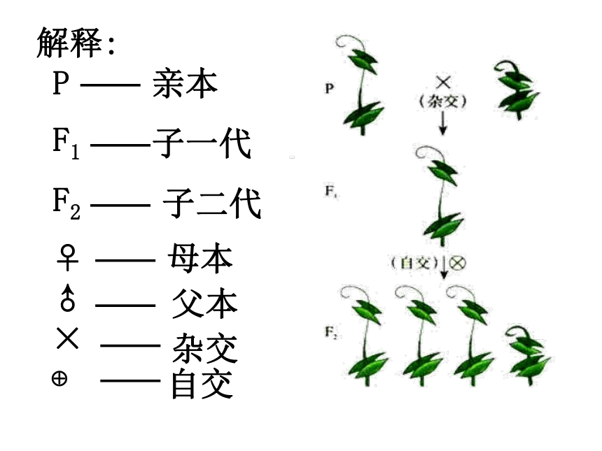 人教版生物八下7-2 第3节 基因的显性和隐性 课件（27张ppt）