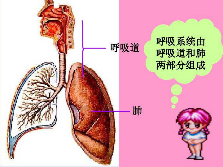 第三章 人體的呼吸》第一節 呼吸道對空氣的處理下載-生物-21世紀教育