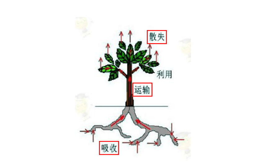 3.綠色植物與生物圈的水循環 課件 (42張ppt)