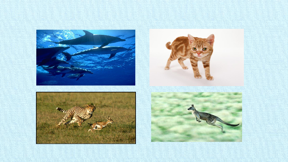 冀教版八年级生物上册：4.1 动物的运动  复习课件（36张PPT）