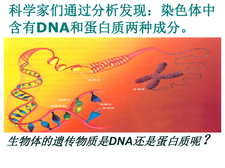 人教版必修二课件：3．1 DNA是主要的遗传物质 （共40张PPT）