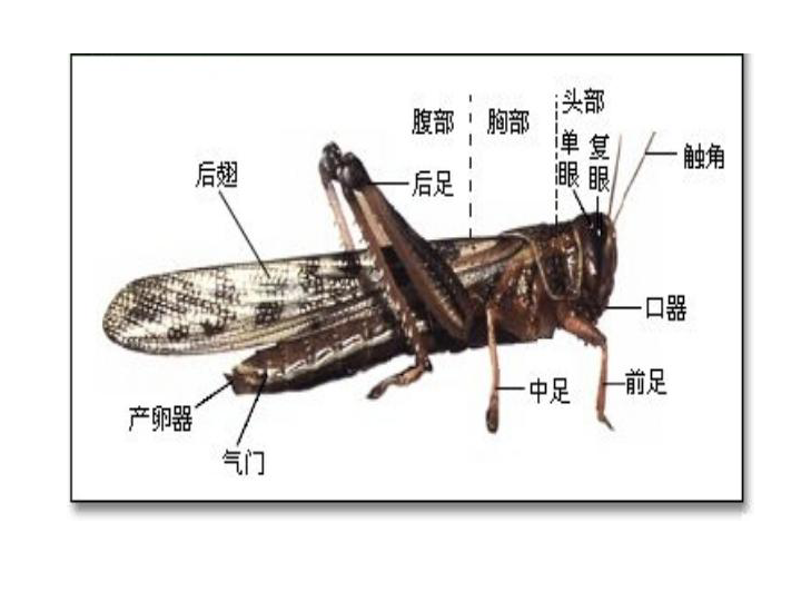 蝗虫的生殖图片