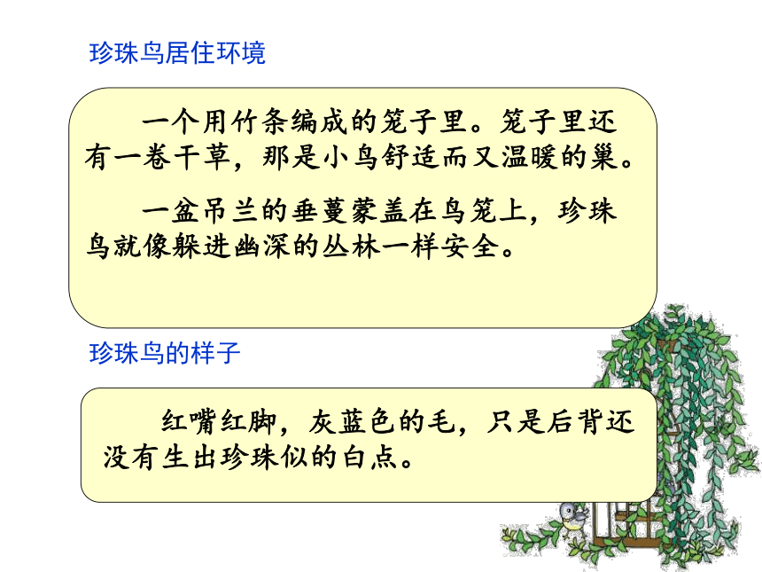 21《珍珠鸟》 课件