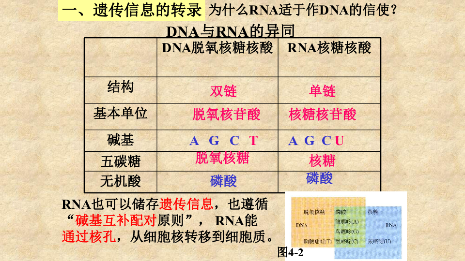 人教版必修2生物：4．1 基因指导蛋白质的合成 课件（共29张PPT）