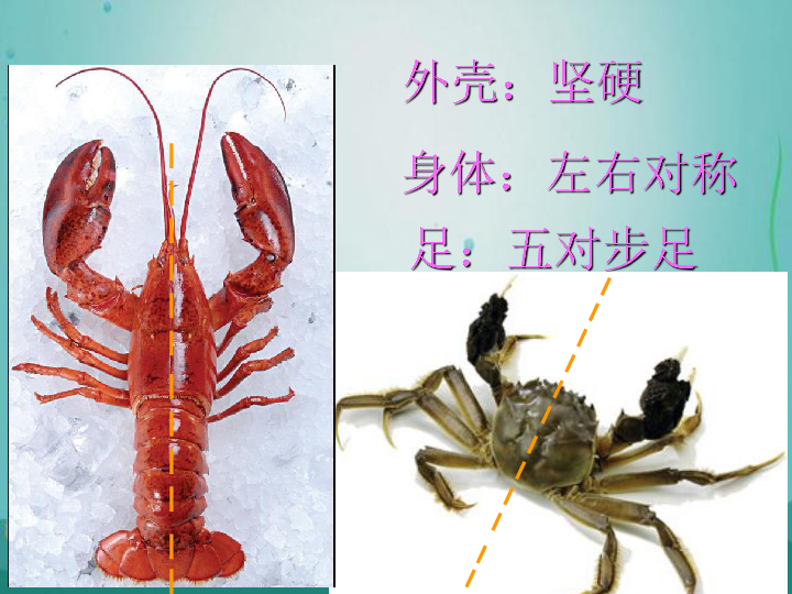 14.虾和蟹（二） 课件（14张幻灯片）
