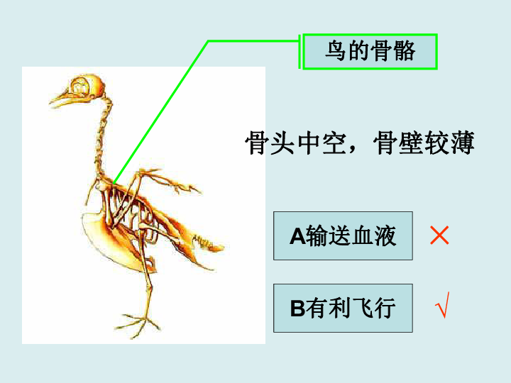 动植物特殊结构大考问驼峰a提供水分b储存能量×√鸟的骨骼骨头中