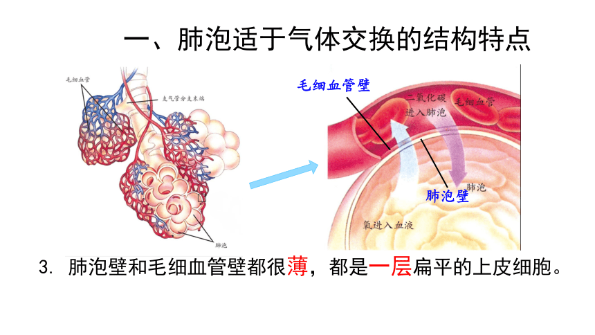 肺泡壁和毛细血管壁图片