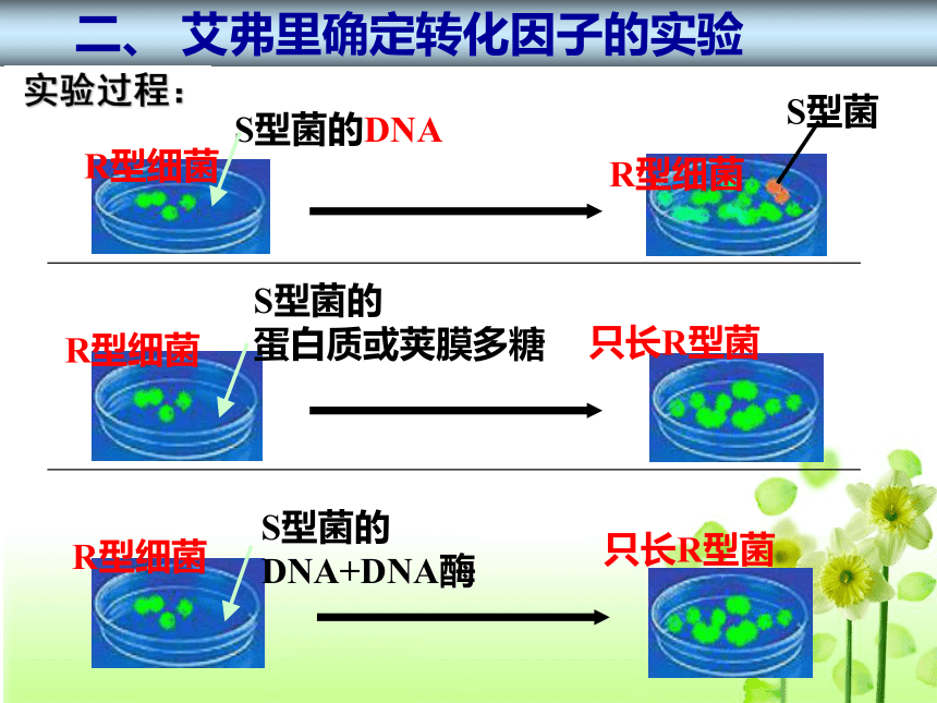 人教版必修二第三章第一节DNA是主要的遗传物质（共40张PPT）