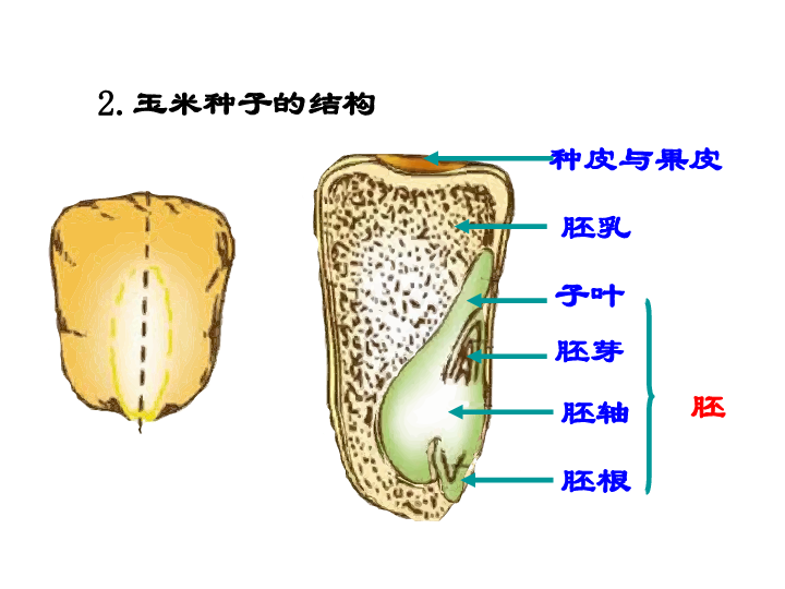 大豆内部结构图图片