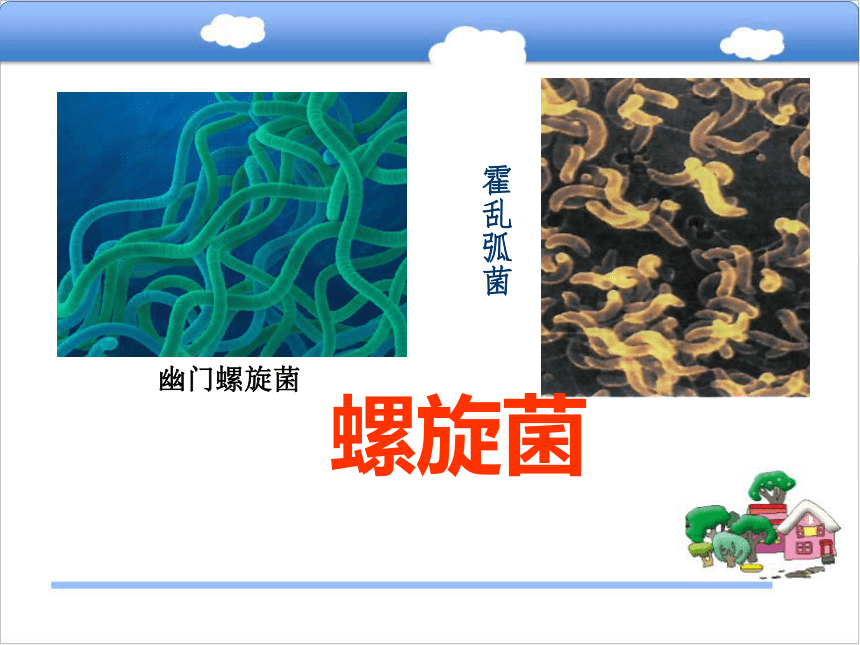 八年级生物上册5.1.1细菌课件（1）（新版）冀教版  29张PPT