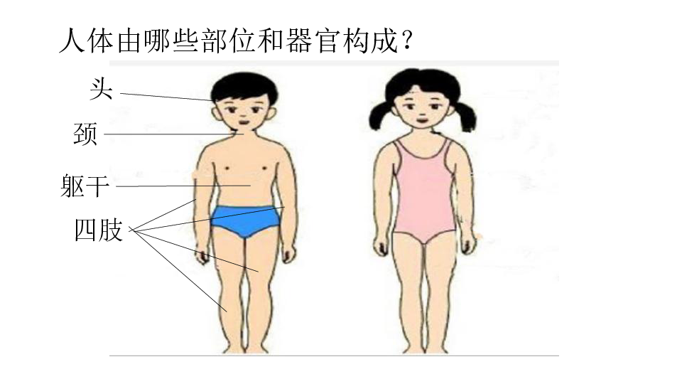 六年级下册科学课件24人体的组成冀教版共30张ppt