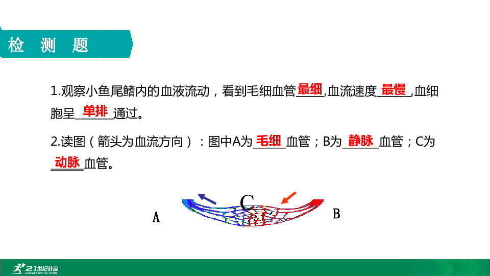 2020年春人教七下生物第四章第二节观察小鱼尾鳍的血液流动 教学课件