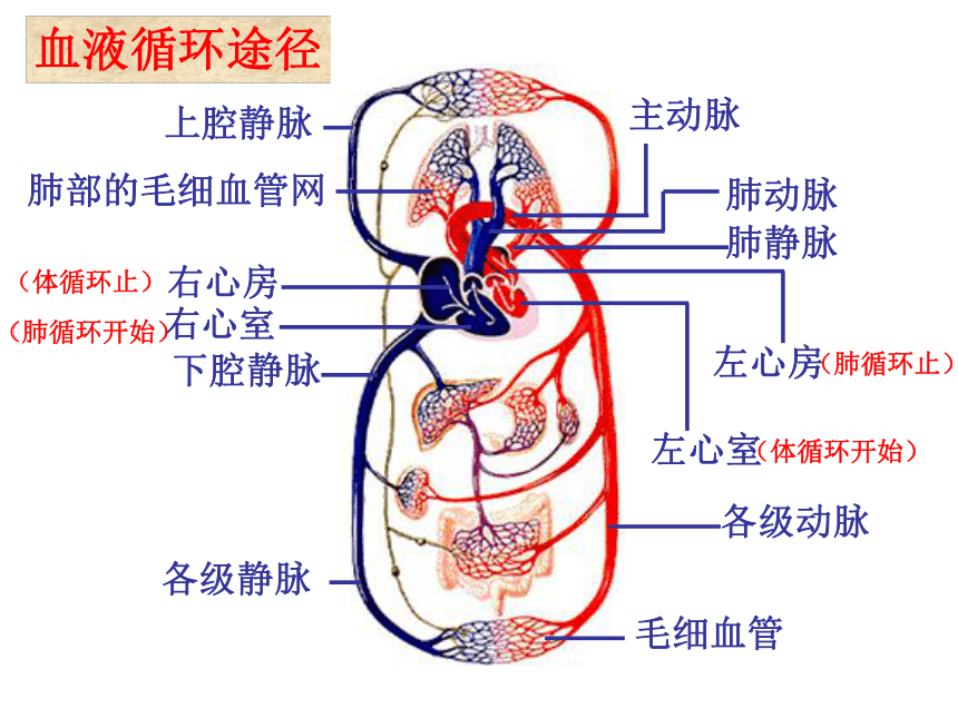 人教版七下第四章第三节输送血液的泵——心脏第2课时课件（共20张PPT）