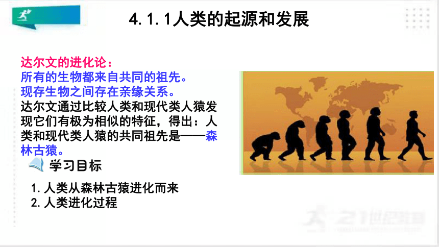 411人类的起源和发展课件共23张ppt