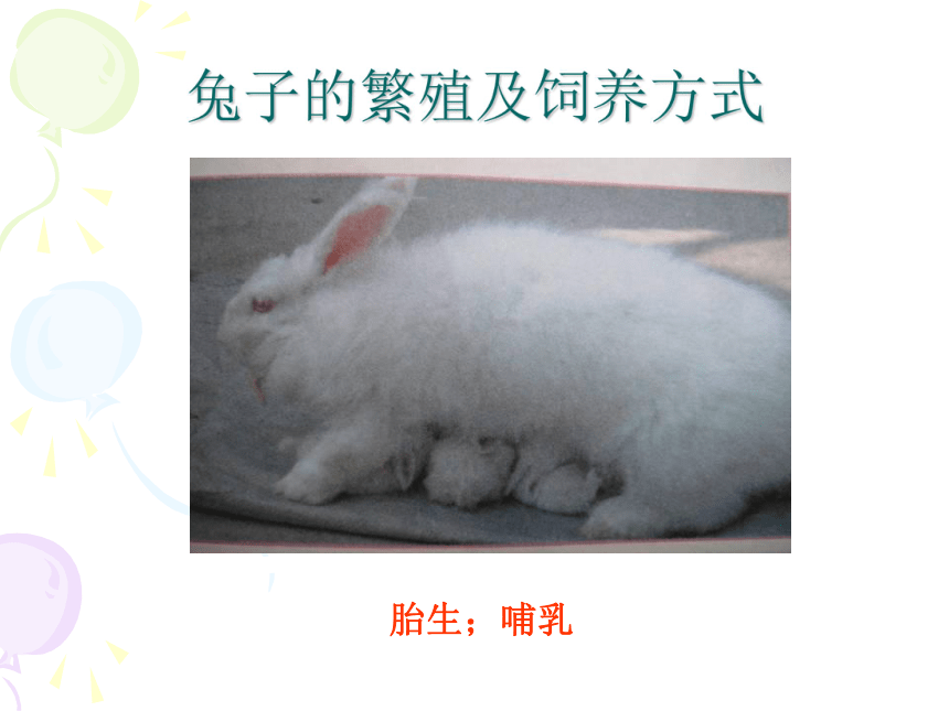 第17课《猫和兔》 课件2