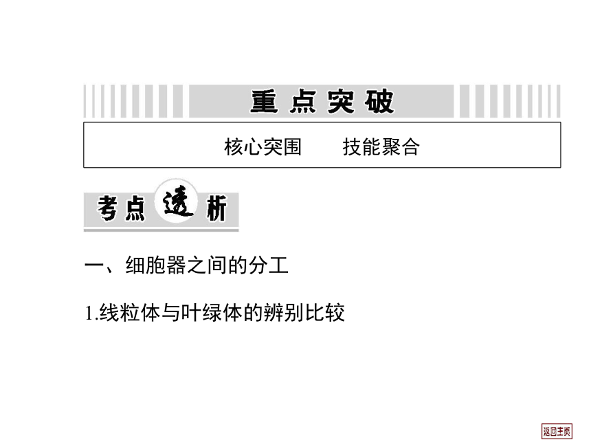 2014届高三生物一轮复习课件： 2.2 细胞器—系统内的分工合作