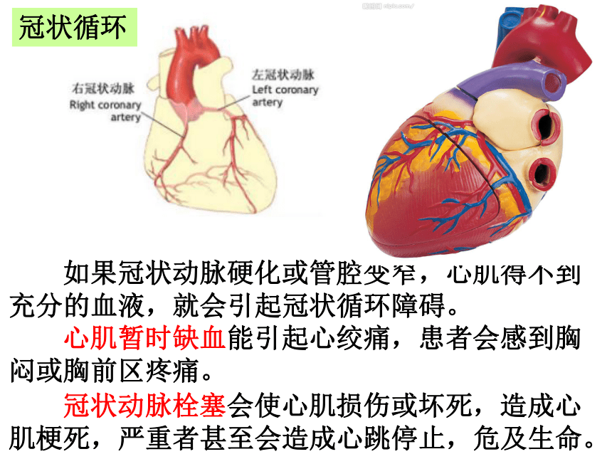2.4 心脏和血管的保护 课件16张PPT