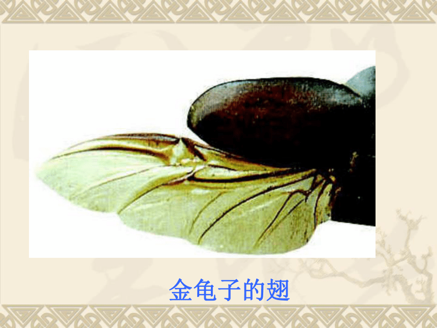 空中飞行的动物-昆虫课件(福建省福州市)