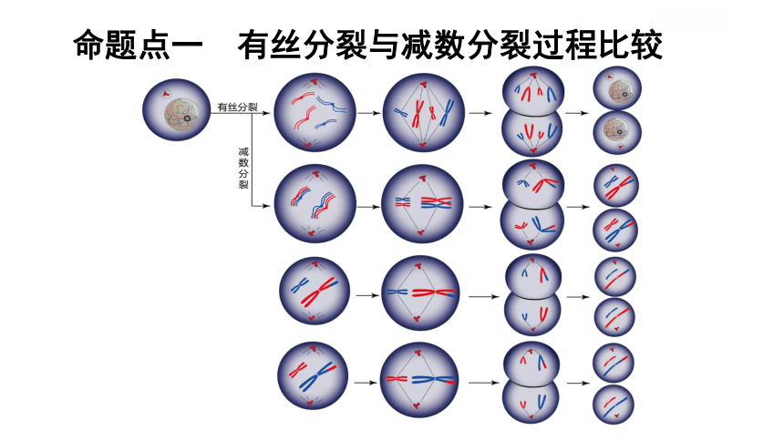 高三生物一轮复习：减数分裂与有丝分裂的关系课件（20张ppt）