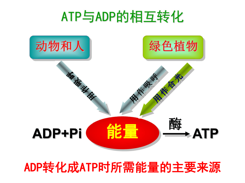 苏教版必修1第四章第一节酶与ATP（共58张PPT）