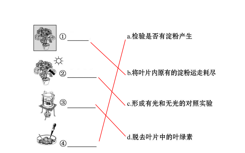 2021-2022学年人教版生物中考复习之绿色植物是生物圈中有机物的制造者  绿色植物与生物圈中的碳-氧平衡  爱护植被,绿化祖国课件（58张PPT）