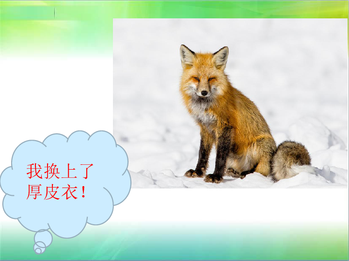 三年级上册科学课件-《生物过冬的本领搜集资料》课件2北京版(共13张PPT)