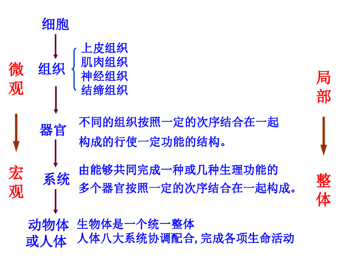 2.2.3植物体的结构层次（共22张PPT）