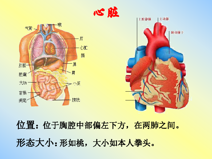 人教版生物七年级下册4.4.3输送血液的泵——心脏课件（19张ppt）