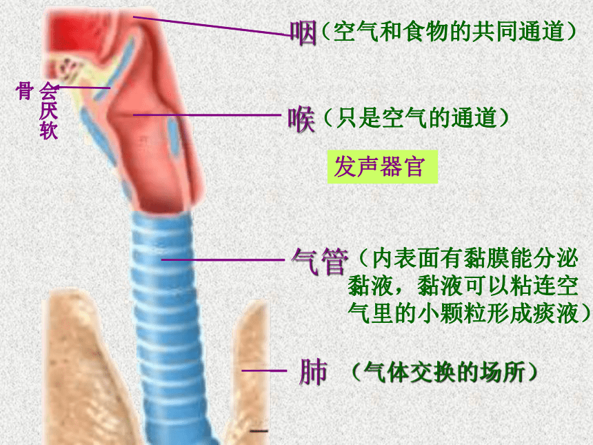 2017云南中考试题研究 生物 名师ppt 人体的呼吸