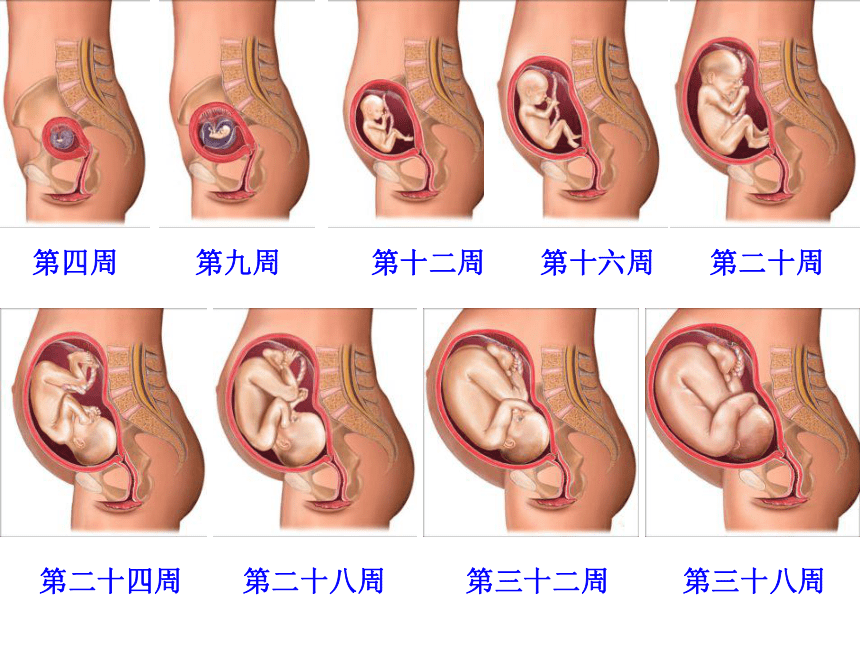 苏教版2001五年级下册科学33我是怎样出生的课件20张ppt