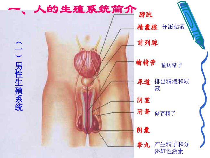 人教版七下生物 1.2人的生殖课件(共24张PPT)