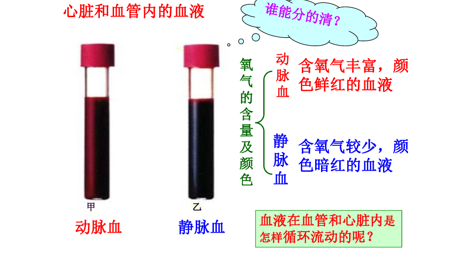 (共31张ppt)    复习回顾2  心脏的结构及功能1 血管的种类动