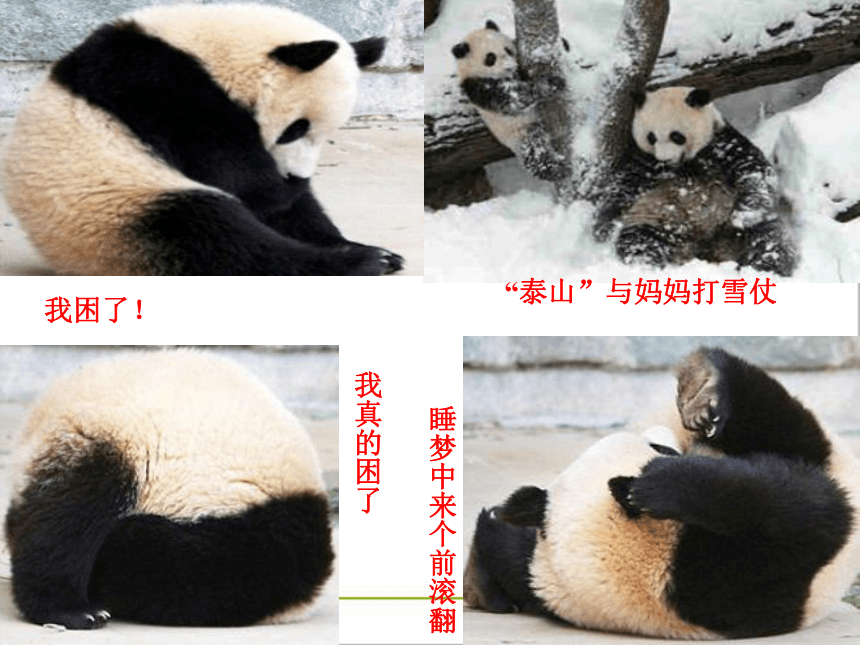 17 国宝——大熊猫 课件