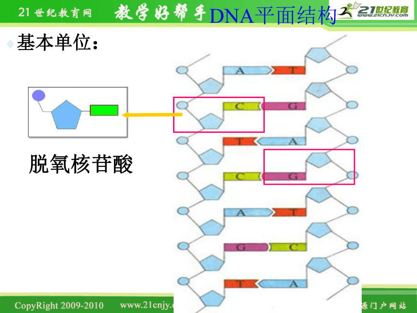 浙江省温州市啸秋中学2011-2012学年生物 DNA的分子结构和特点2（课件）