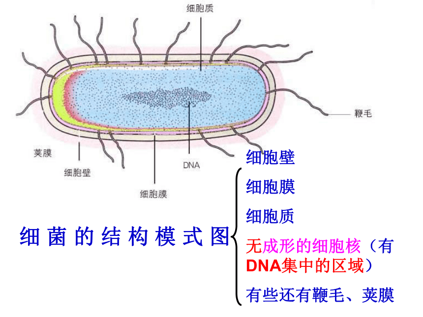 5.4.3真菌 复习  课件      (共33张PPT)