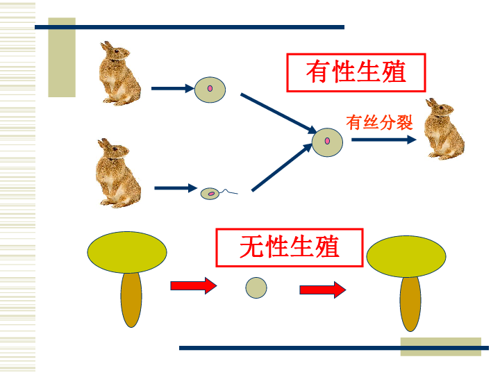 生殖的类型下载