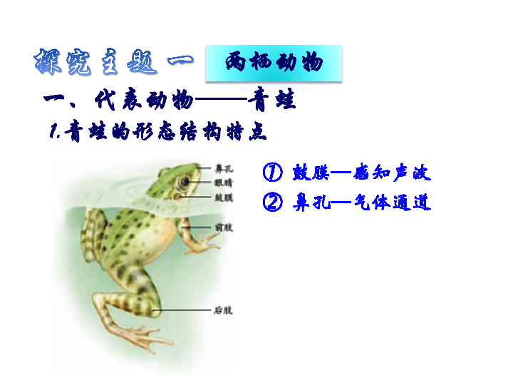 八年级生物上册5.1.5两栖动物和爬行动物课件(共21张PPT)