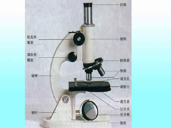 六年级下册科学课件- 《生物体具有相同的基本结构》 北京课改版    (共13张PPT)