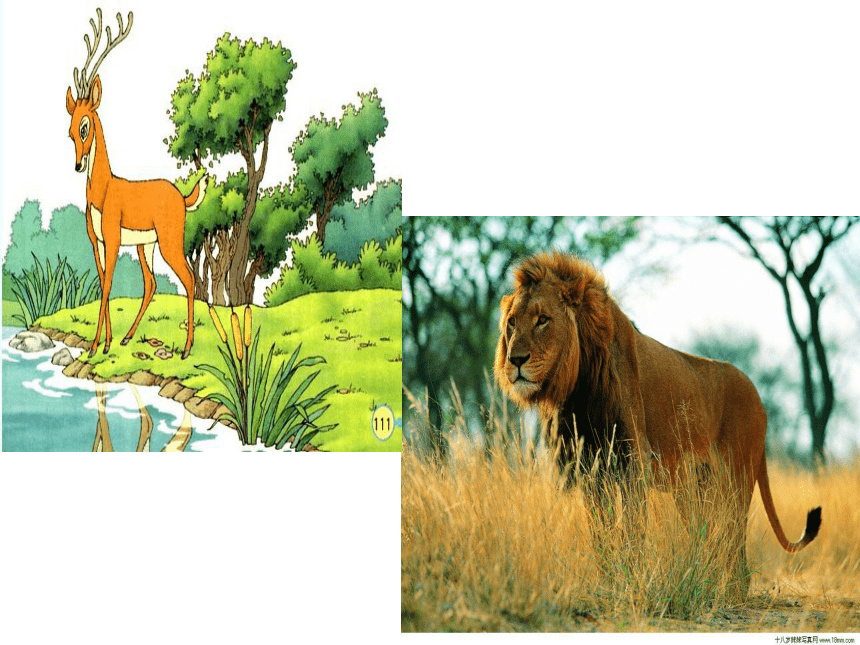 《狮子和鹿》课件