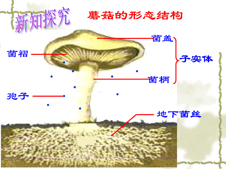 香菇的形态结构图片