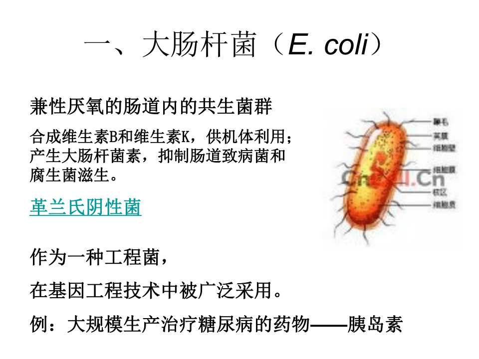 大肠杆菌资料卡图片