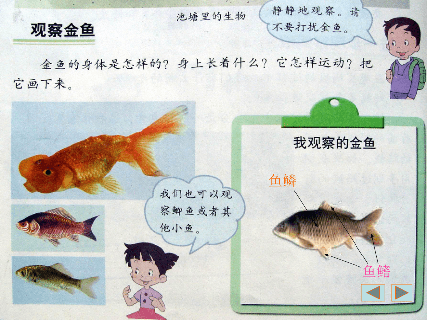 小学科学  湘教版  四年级上册  二 多种多样的动物  2 水族的公民 课件